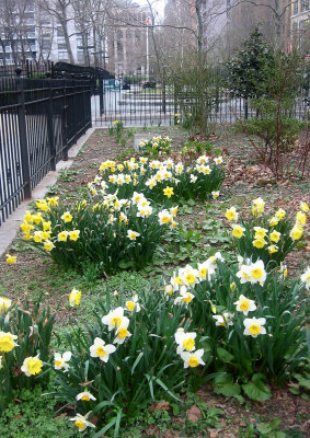 Daffodils - Garden & Playground View