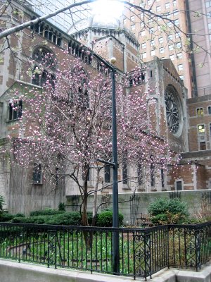 Magnolia Tree Blossoms at St Batholomew's Church 