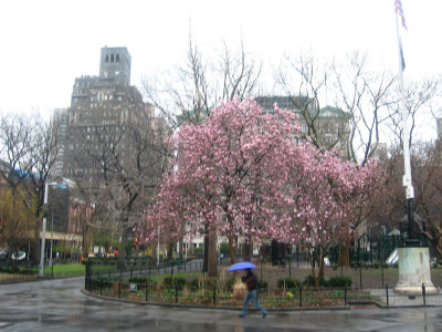 Magnolia Trees in a Heavy April Shower