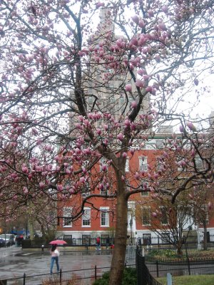 Magnolia Tulip Tree at Washington Square North