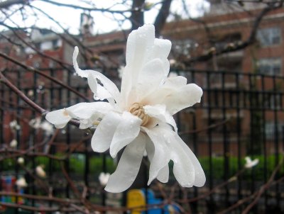 Magnolia Blossoms in a Heavy April Rain Shower