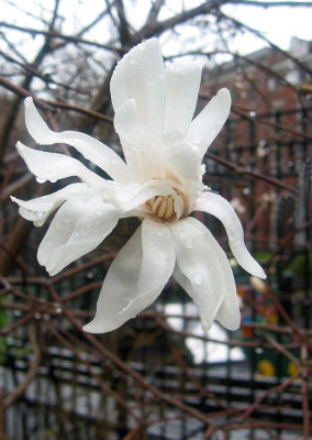 Magnolia Blossoms in a Heavy April Rain Shower