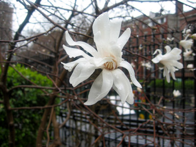 Magnolia Blossoms in a Heavy April Shower