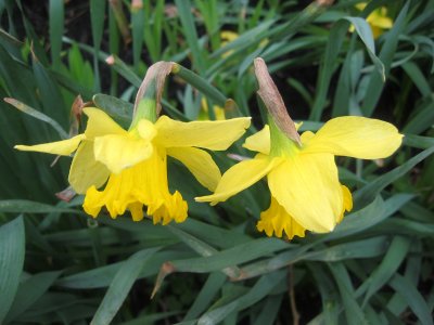 Bowed Heads - Daffodils