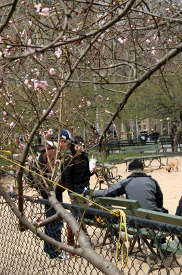 Plum Tree Blossoms at the Dog Run