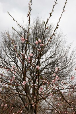 Plum Blossoms & an Elm Tree