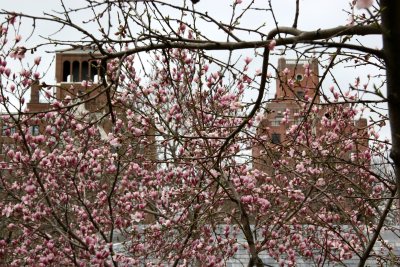 Plum & Magnolia Blossoms