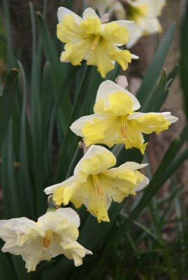 Daffodil Quartette