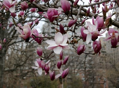 Magnolia Tree Blossoms