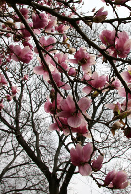 Magnolia Tree Blossoms