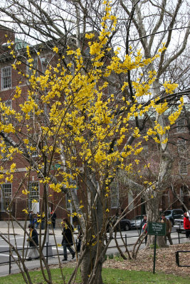 Forsythia & NYU Law School - Vanderbilt Hall