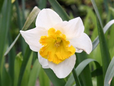 Solo Daffodil Blossom