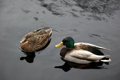 Ducks - Japanese Pond Garden