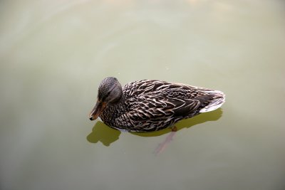 Duck - Japanese Pond Garden