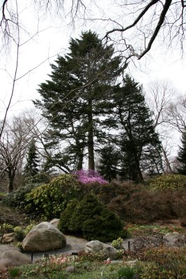 Rock Garden - Brooklyn Botanic Gardens