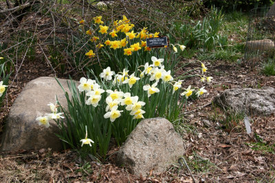 Daffodils - Rock Garden
