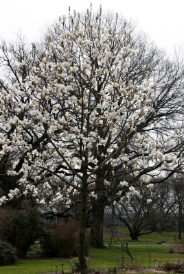 Magnolia Tree