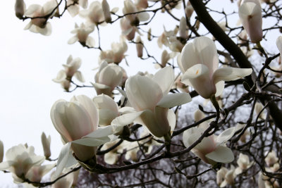 Magnolia Tree Blossoms