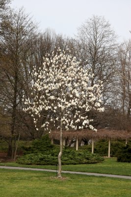 Magnolia Tree