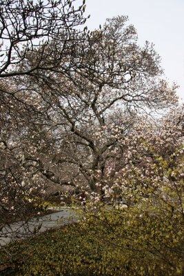 Magnolia Tree & Witch Hazel