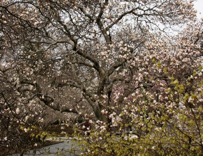 Magnolia Tree Blossoms