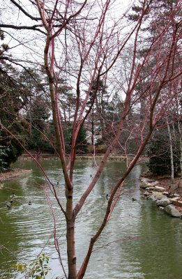 Japanese Pond Garden - Maple Tree 
