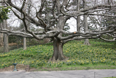 Oak Tree on Daffodil Hill