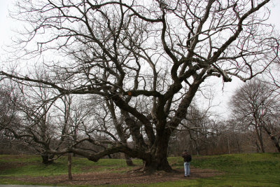Walnut Trees - Brooklyn Botanical Gardens