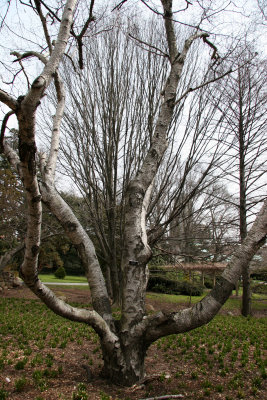 Birch Trees - Brooklyn Botanical Gardens