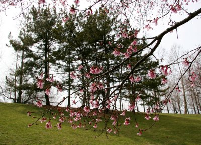 Cherry Tree Blossoms