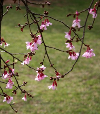 Cherry Tree Blossoms