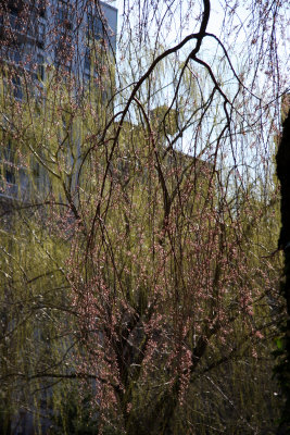 Cherry Tree New Foliage & Willow Tree