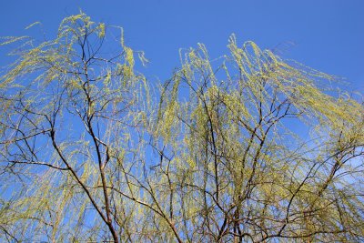 Willow Tree Top