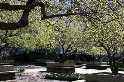 Crab Apple Trees