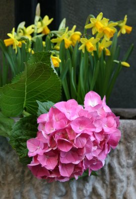 Washington Square Hotel Window Flower Box - Hydrangea & Daffodils