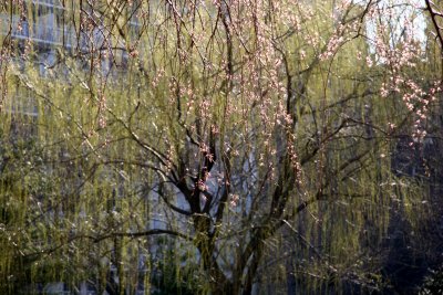 Willow Tree & Cherry Tree Branches