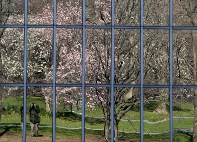 Self Portrait & Magnolia Tree Reflections in Museum Windows