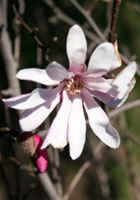 Magnolia Blossom near Cleopatra's Needle