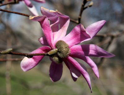 Magnolia Blossom near Cleopatras Needle