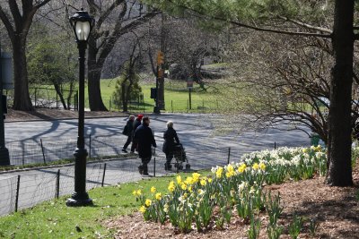 Park View with Daffodils in Bloom