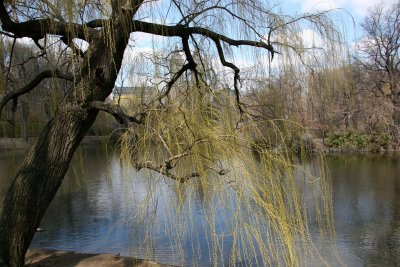 Lake View under a Willow Tree toward CPW