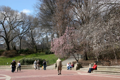 Bethesda Fountain Plaza with Magnolias in Bloom