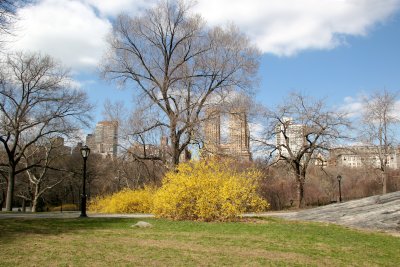 Park View - Forsythia in Bloom