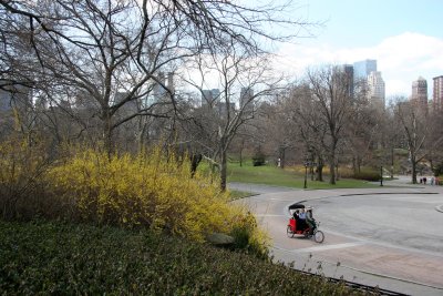 Pedi Cab Transportation - Forsythia in Bloom