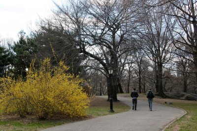 Park View - Forsythia in Bloom