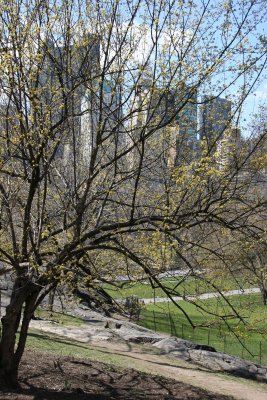 CPS View from Rock Hill - Cornus Dogwood Tree in Bloom