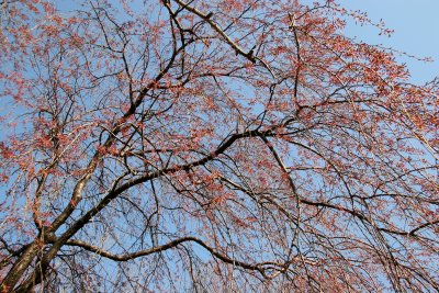 Cherry Tree New Blossoms