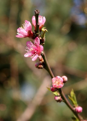 Peach Tree Blossoms