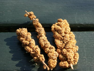 Unknown Seed Pods