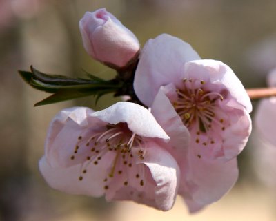 Plum Tree Blossoms